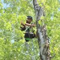 Pro Tree Service Colorado