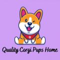 Quality Corgi Pups Home