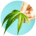 Hakunah Matata Medical Marijuana Lehigh Acres