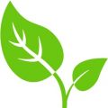 Buy Weed Online At Leaf Domicile