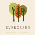Evergreen Tree Trimming and Removal Service