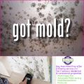 Prevent Mold From Growing in Crawl Space & Basement!