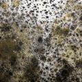 The Ultimate Guide to Mold Contamination Prevention