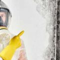 Mold: get rid of it with the help of professionals