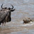 3 days Masai Mara Wildebeest Migration