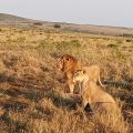 7 Days Kenya Safari honeymoon