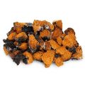 Chaga Mushroom Market Overview, Growth Opportunities, and Extension Up to 2028