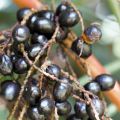 Saw Palmetto Extract Market Expected to Deliver Dynamic Progression until 2025