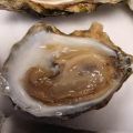 Plymouth Rock Oyster Growers