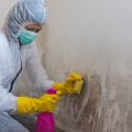 Mold Experts of Tucson