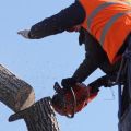 Carlsbad Pro Tree Service