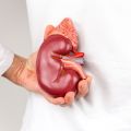 What Can Cause Damage to your Kidneys?