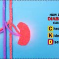 How does Diabetes cause Chronic Kidney Disease?