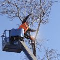 Wheaton Tree Service
